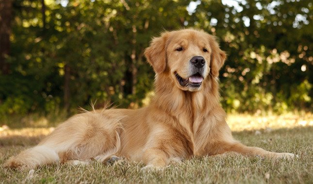 Golden Retriever Dog Price in India: A Comprehensive Guide